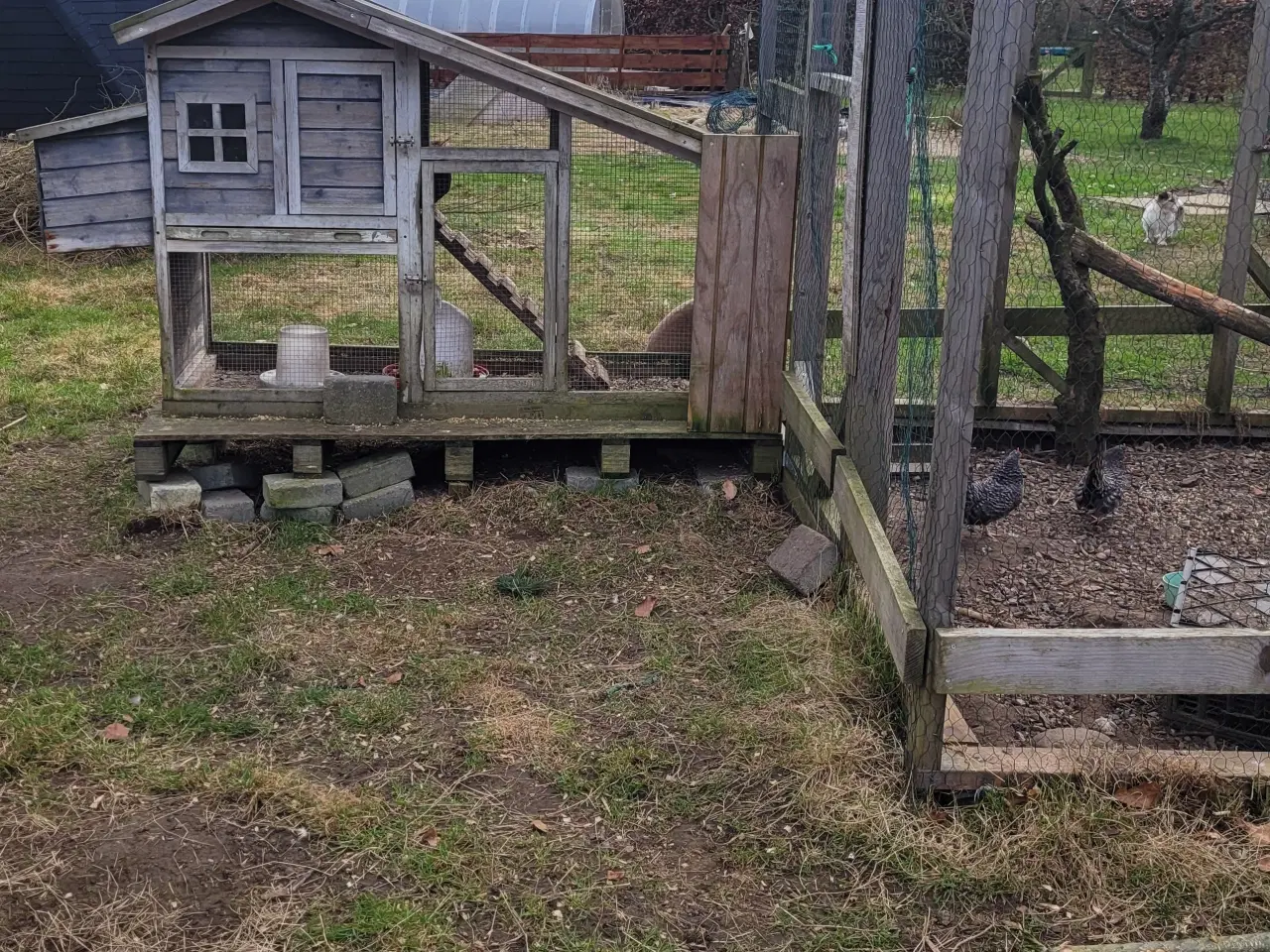 Billede 2 - 4 Dværg høns. Tværstribet hollandske dværge