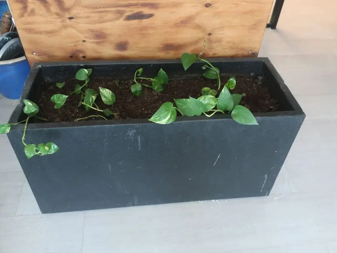Billede 3 - Diverse planter og krukker m.m.