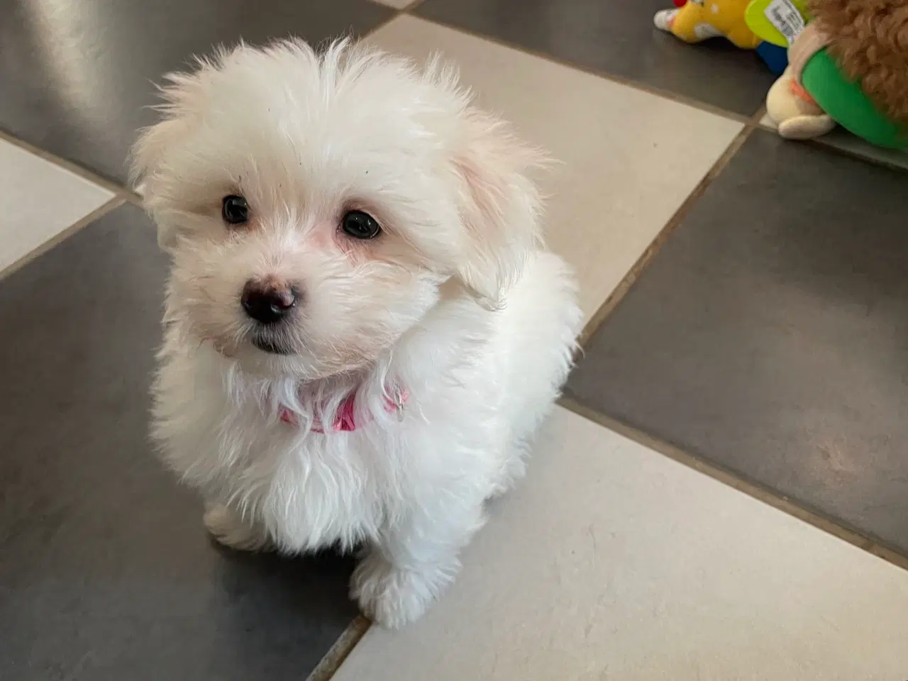 Billede 1 - Havapoo/ malteser