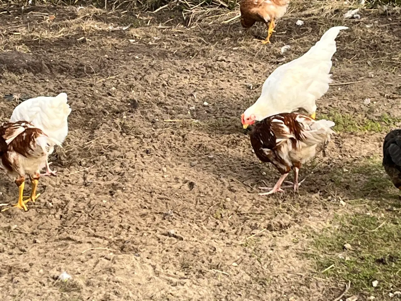 Billede 4 - Haner fra november 