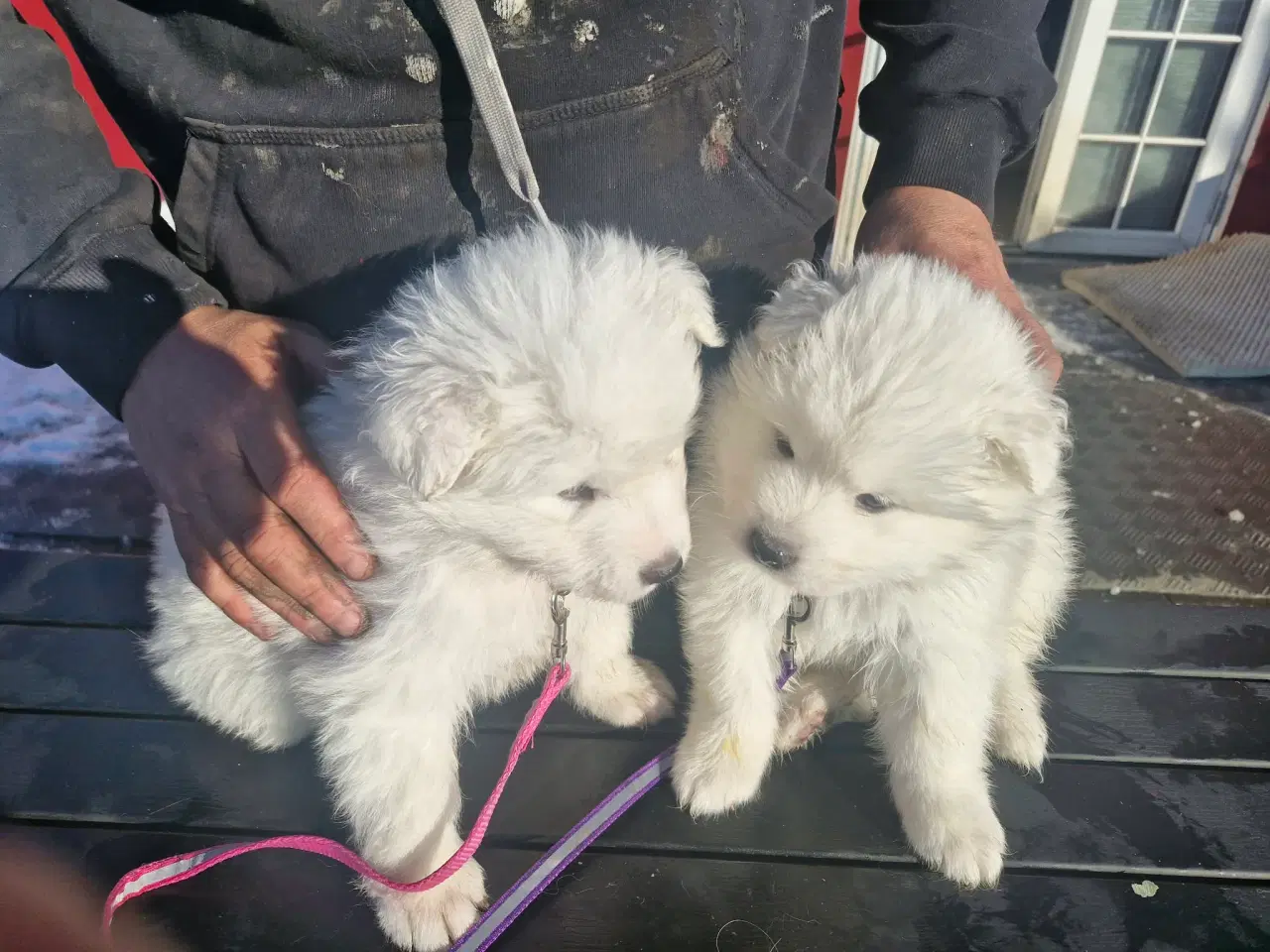 Billede 3 - Hvalpe søger nye hjem