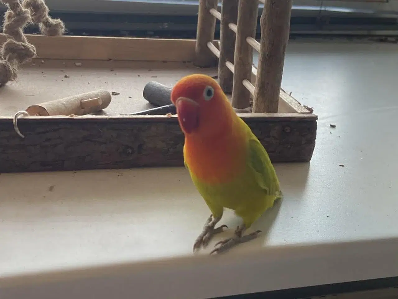 Billede 1 - Dværg papegøje
