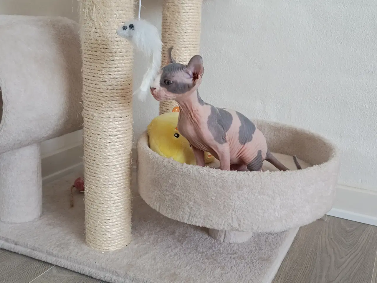 Billede 11 - Sphynx kat