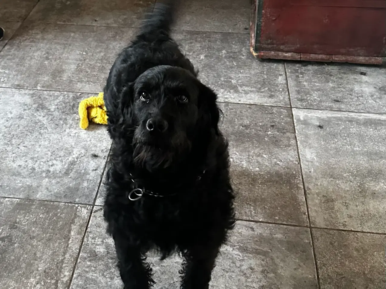 Billede 1 - Udstationering af labradoodle tæve