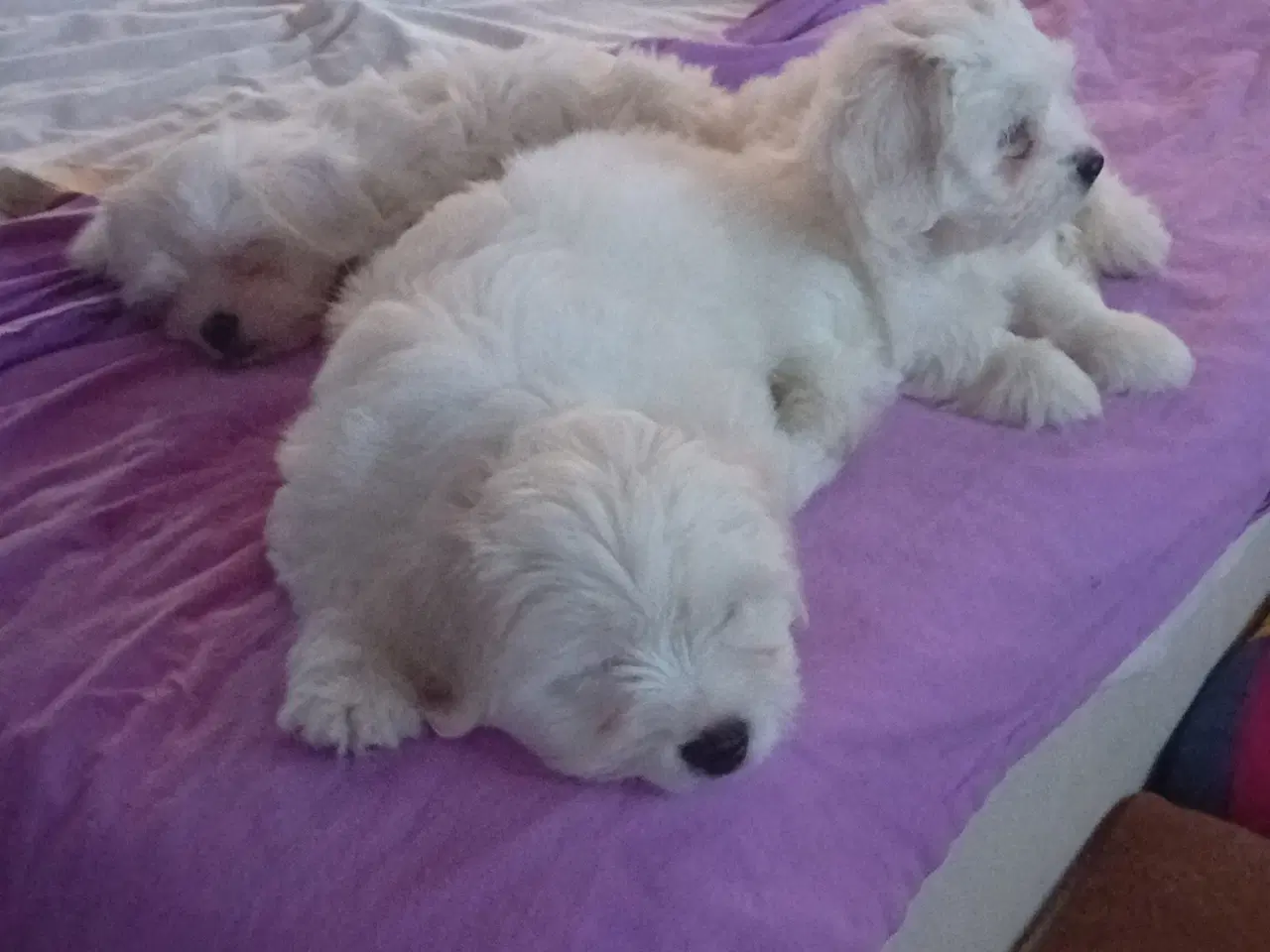 Billede 10 - Coton de Tulear x Malteser. Allergivenlig. Bomulds