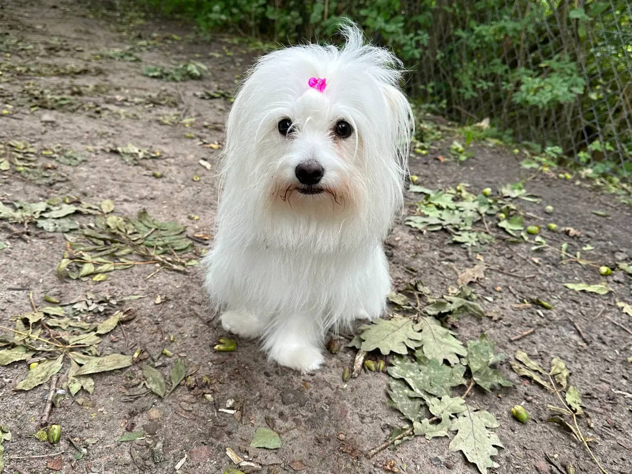 Billede 6 - Coton de Tulear hvalpe