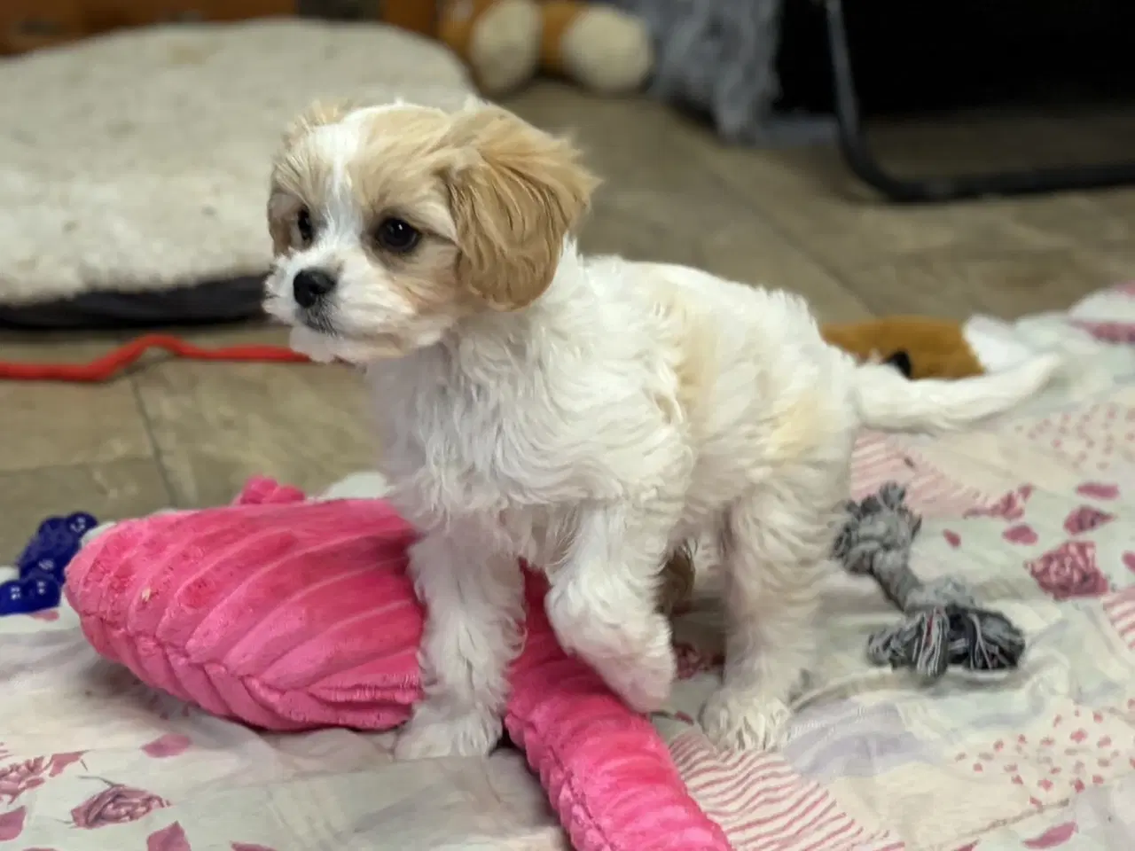 Billede 17 - Den smukkeste Mini Cavapoo pige 