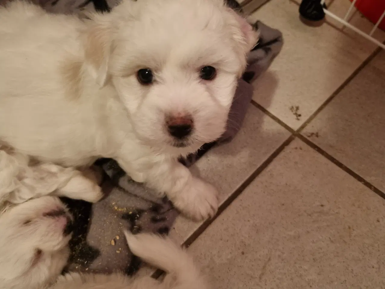 Billede 3 - Coton de tulear 