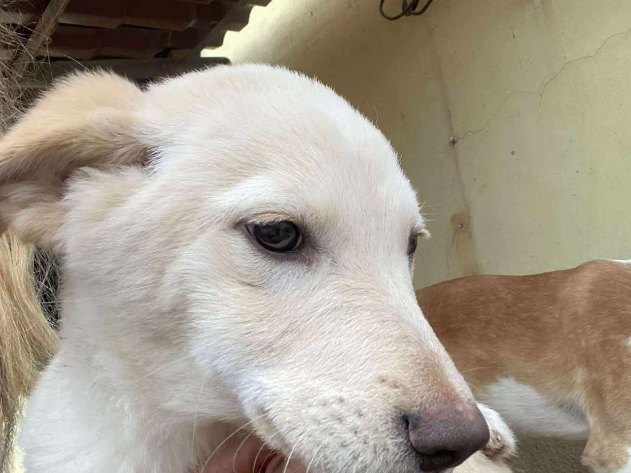 Billede 4 - Åh åh åh Buster… kigger efter sin familie