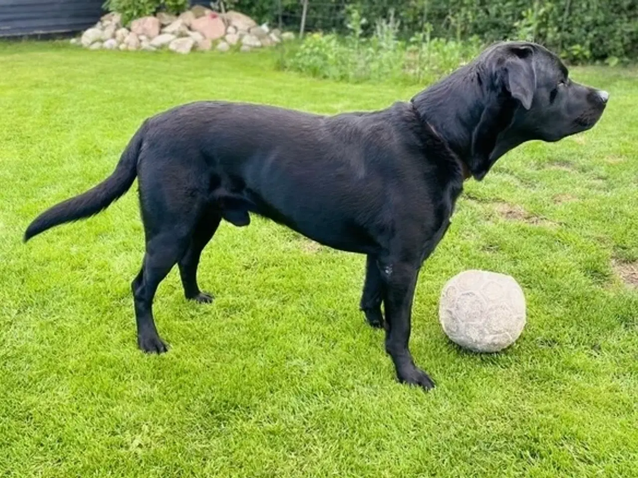 Billede 3 - FT LABRADOR TILBYDES TIL AVL