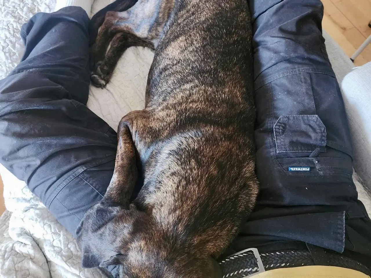 Billede 8 - Dejlige, finurlige Rollo søger ait ønskehjem 🏡💝