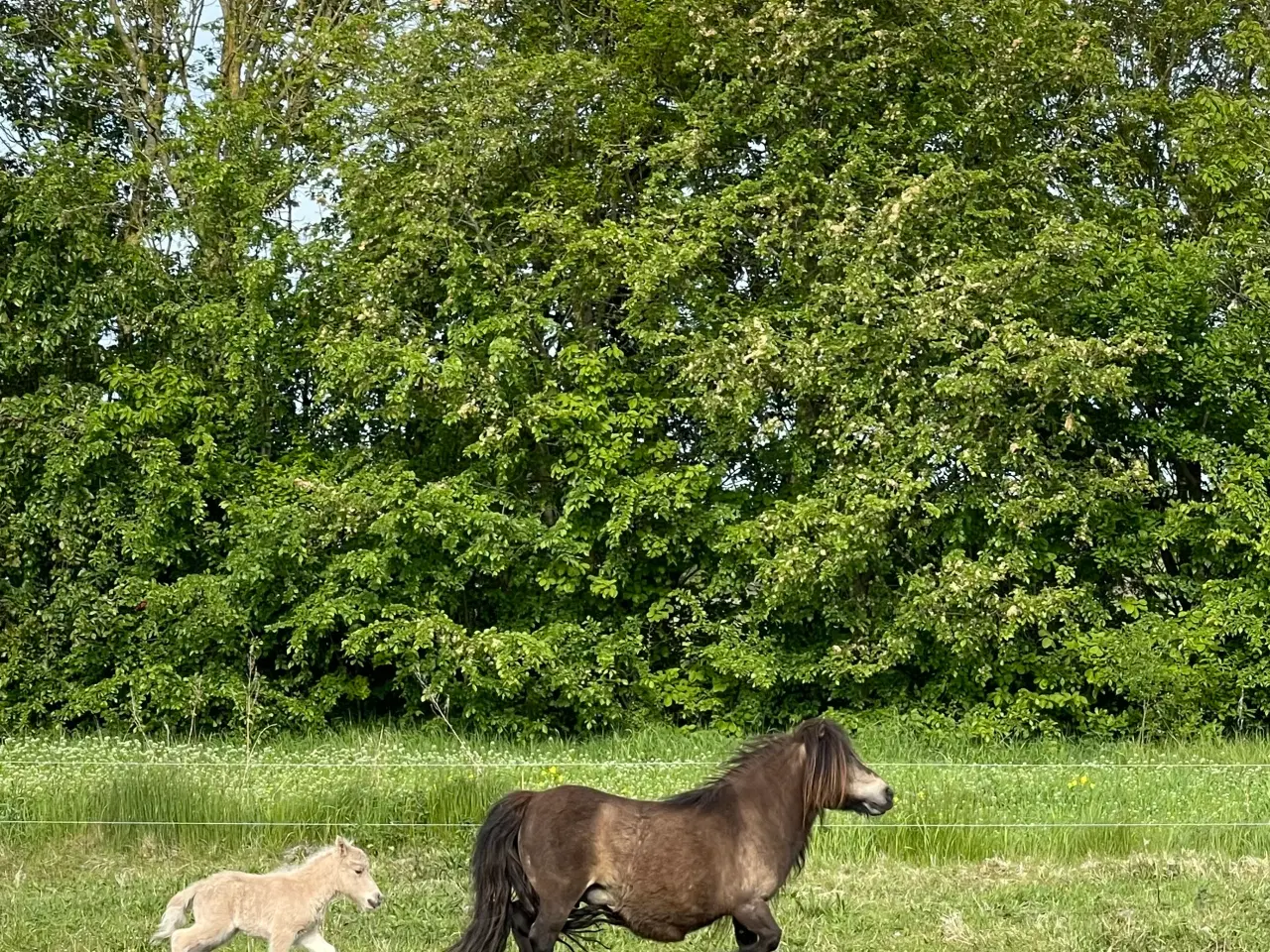 Billede 2 - Shetlænder avlshoppe med masser af hår