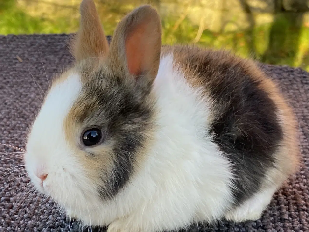 Billede 1 - HOLLÆNDER HUN JAPANER SORT/GUL