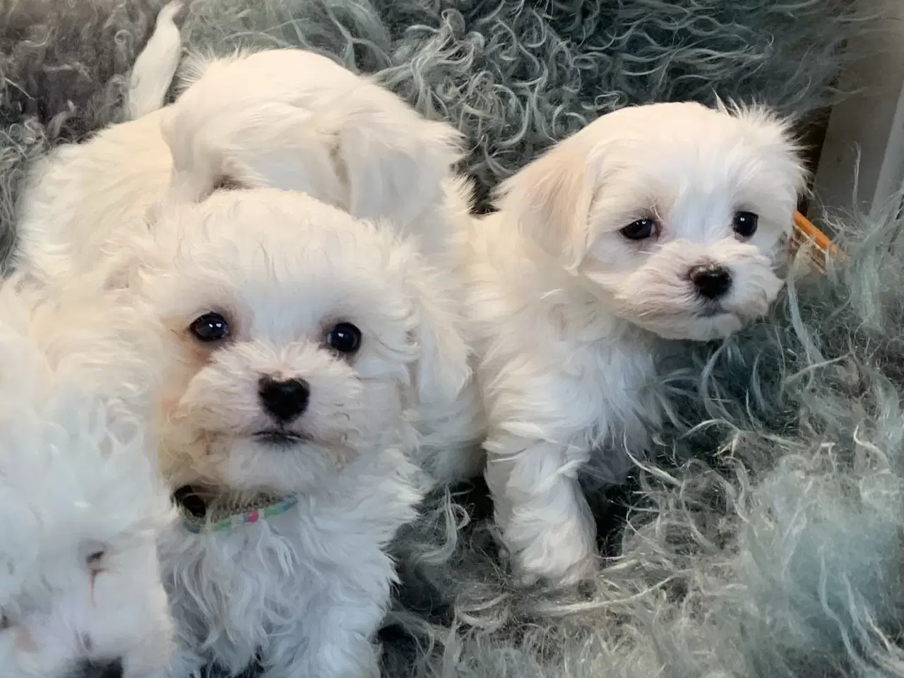 Billede 2 - De smukkeste Maltichon babyer 