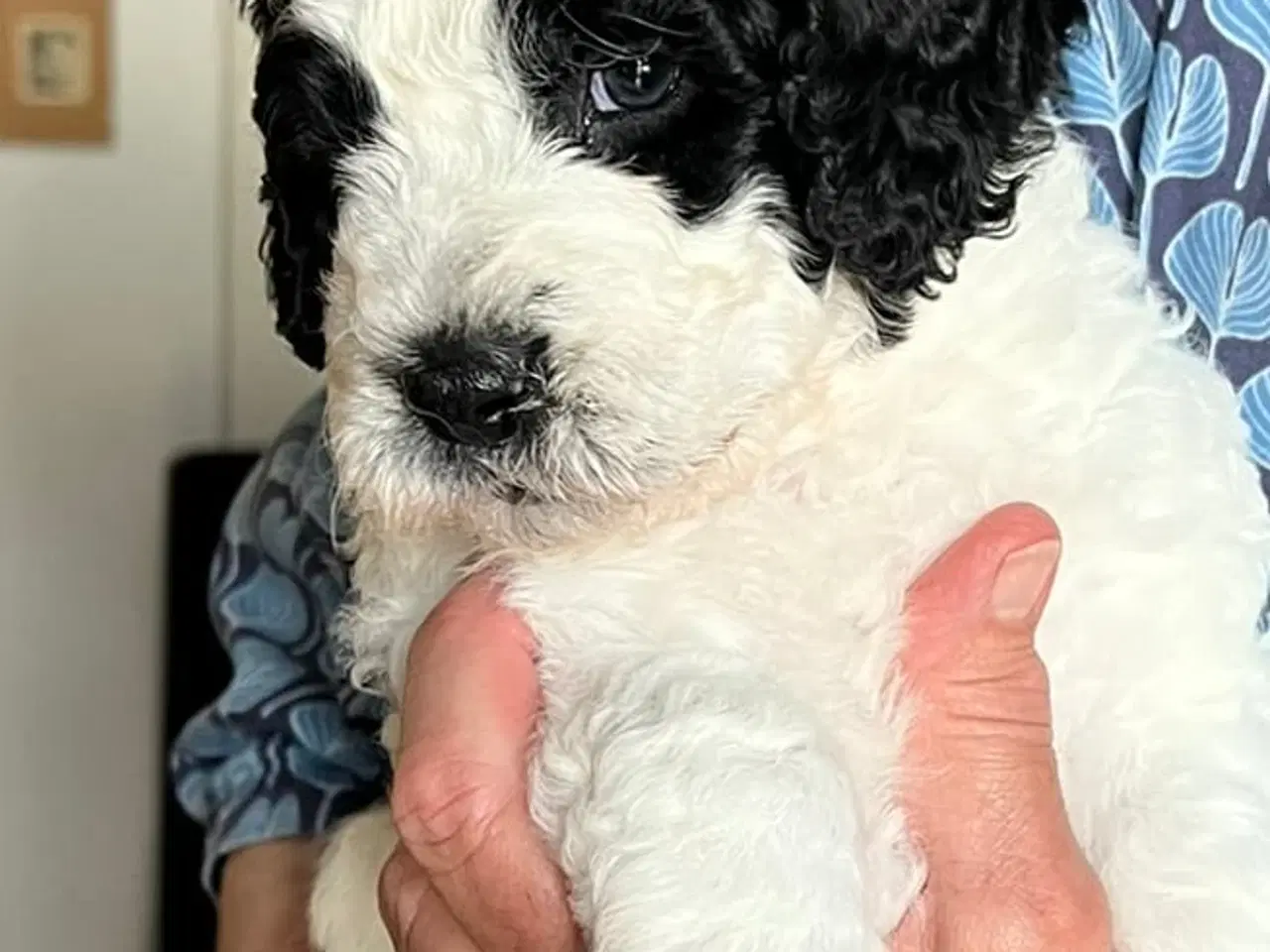 Billede 14 - Hvalpe af Spansk Vandhund