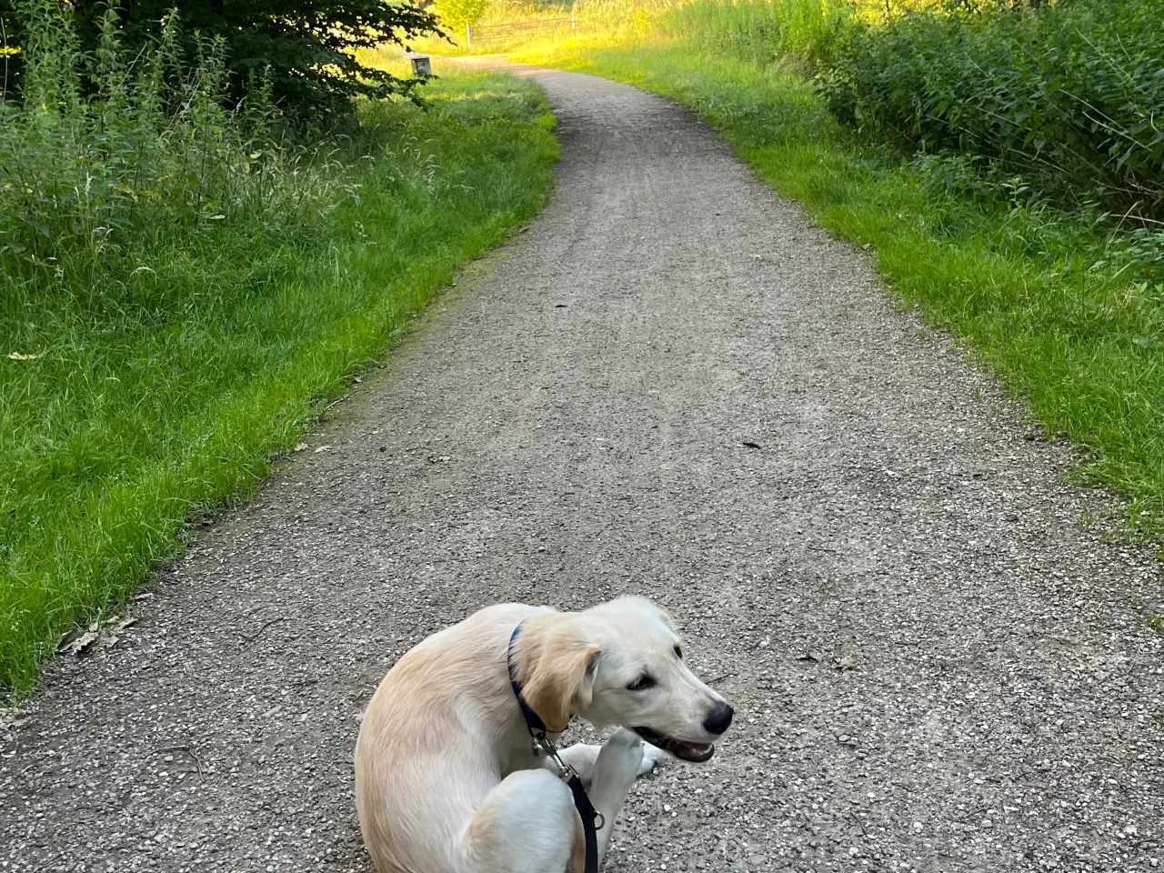 Billede 4 - Golden retriever hanhund