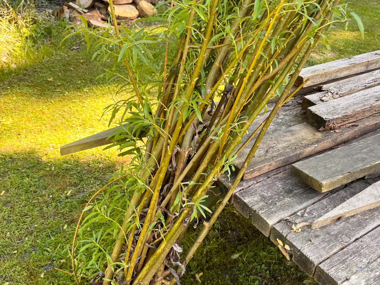 Billede 2 - Piletræ planter til pilehule/pilehytter