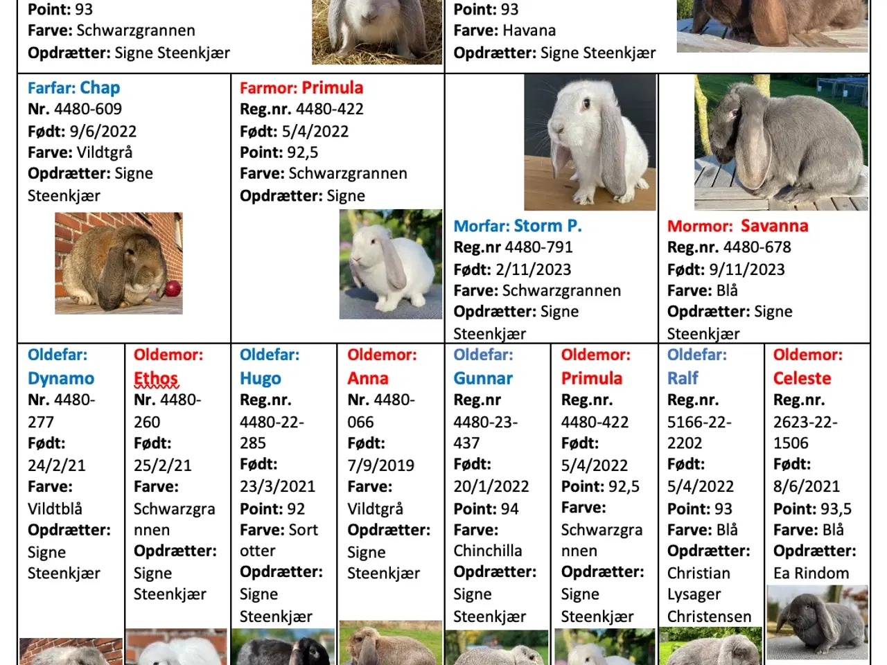 Billede 2 - FRANSK VÆDDER HAN SORT