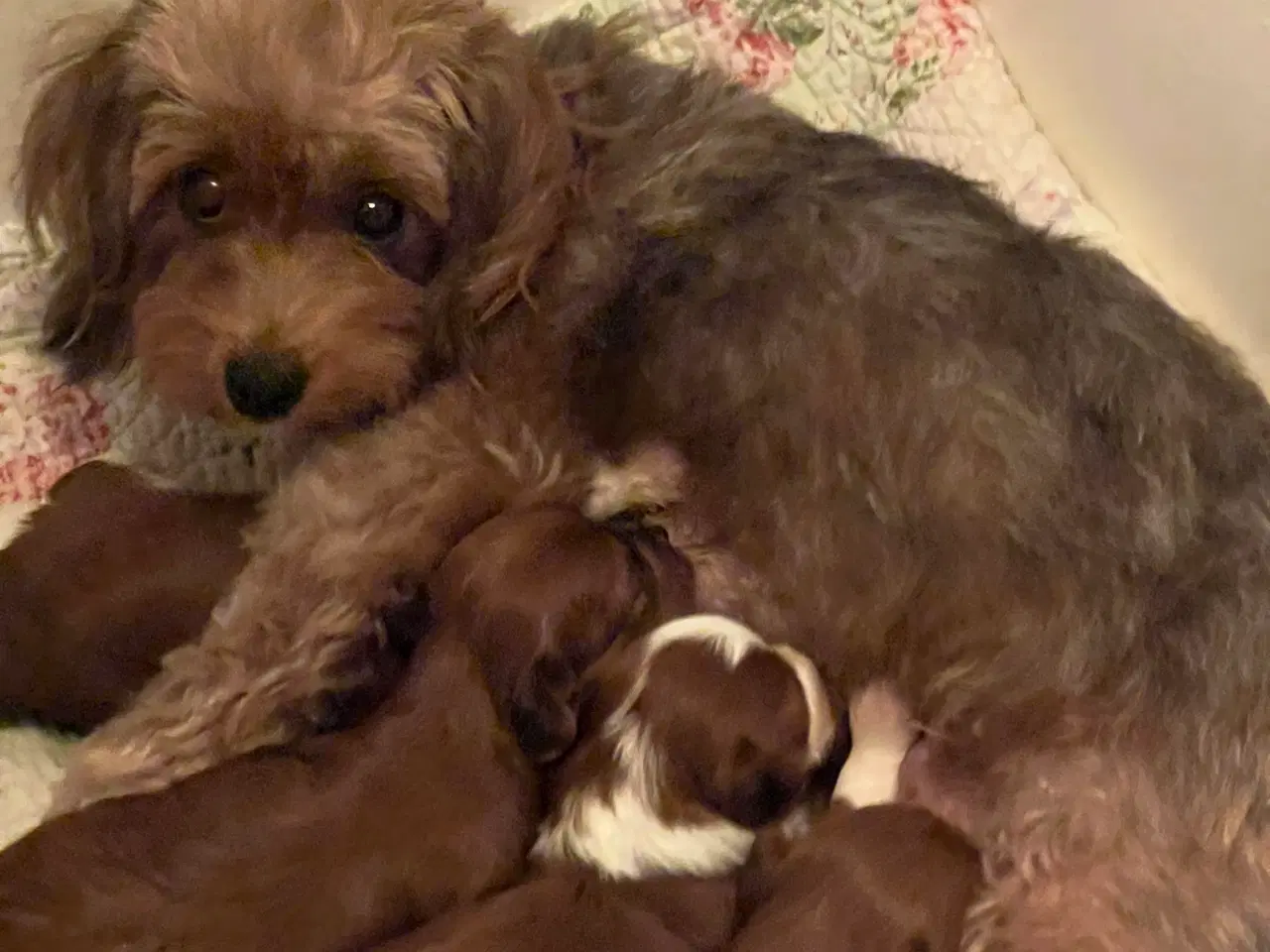 Billede 12 - Smukke Rød Zobel Havanais 