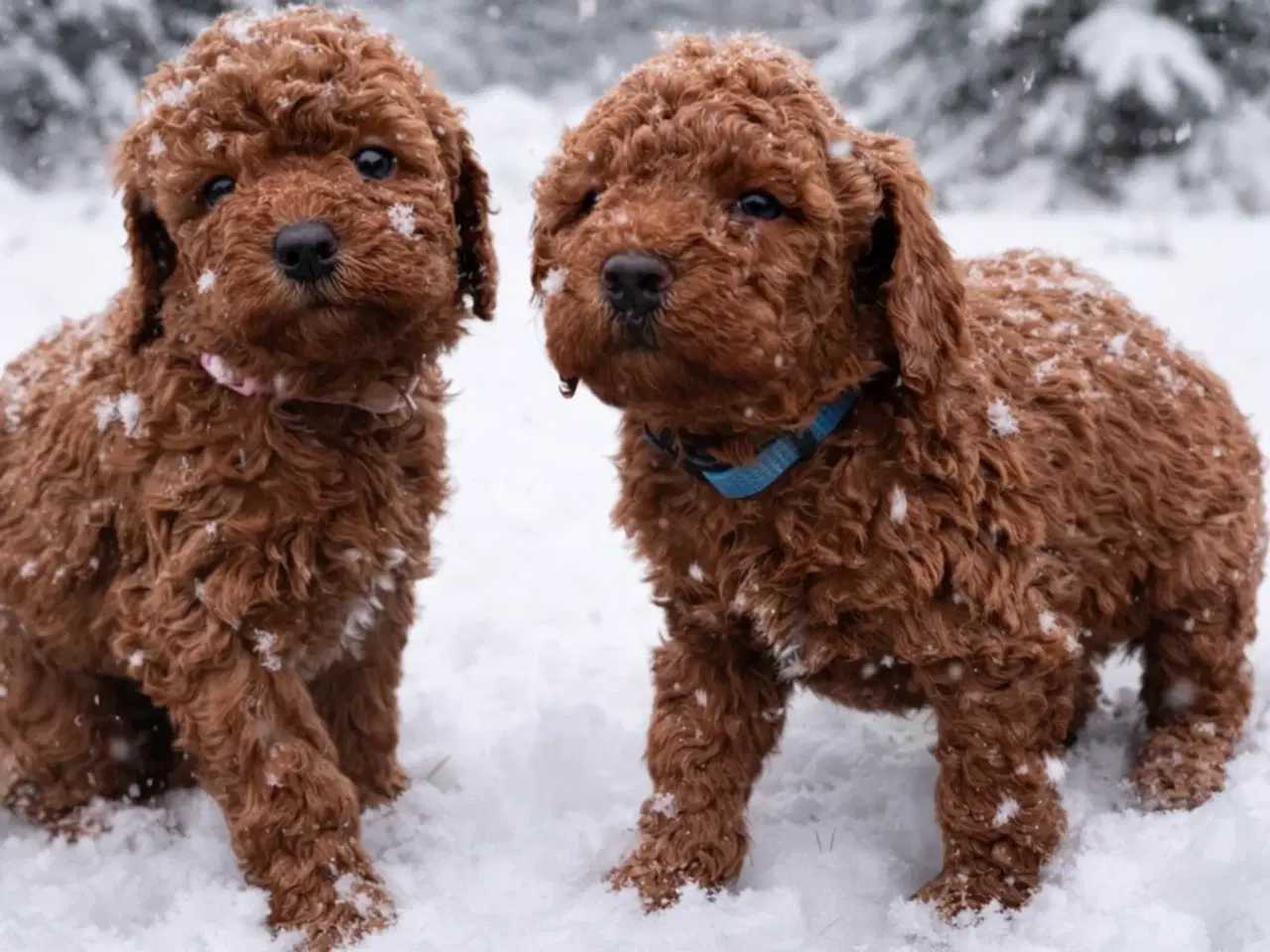 Billede 2 - Skønne røde Doodldoodle hvalpe 
