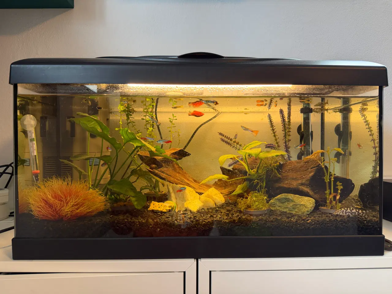 Billede 1 - Akvarie m. alt udstyr + mulighed for fisk 🐠🌿