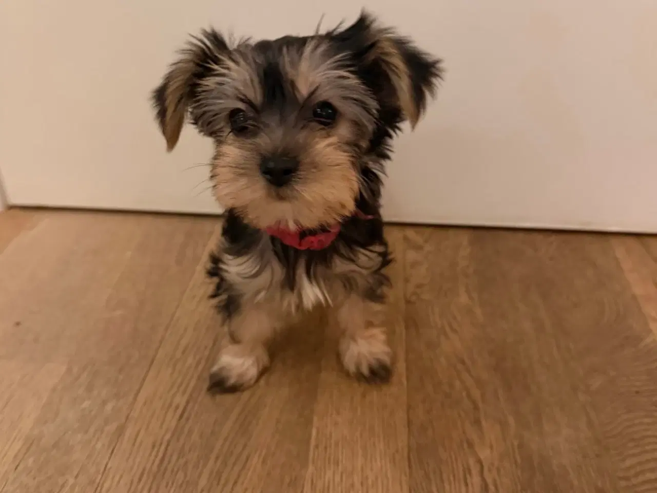 Billede 3 - Skønne Hvalpe 