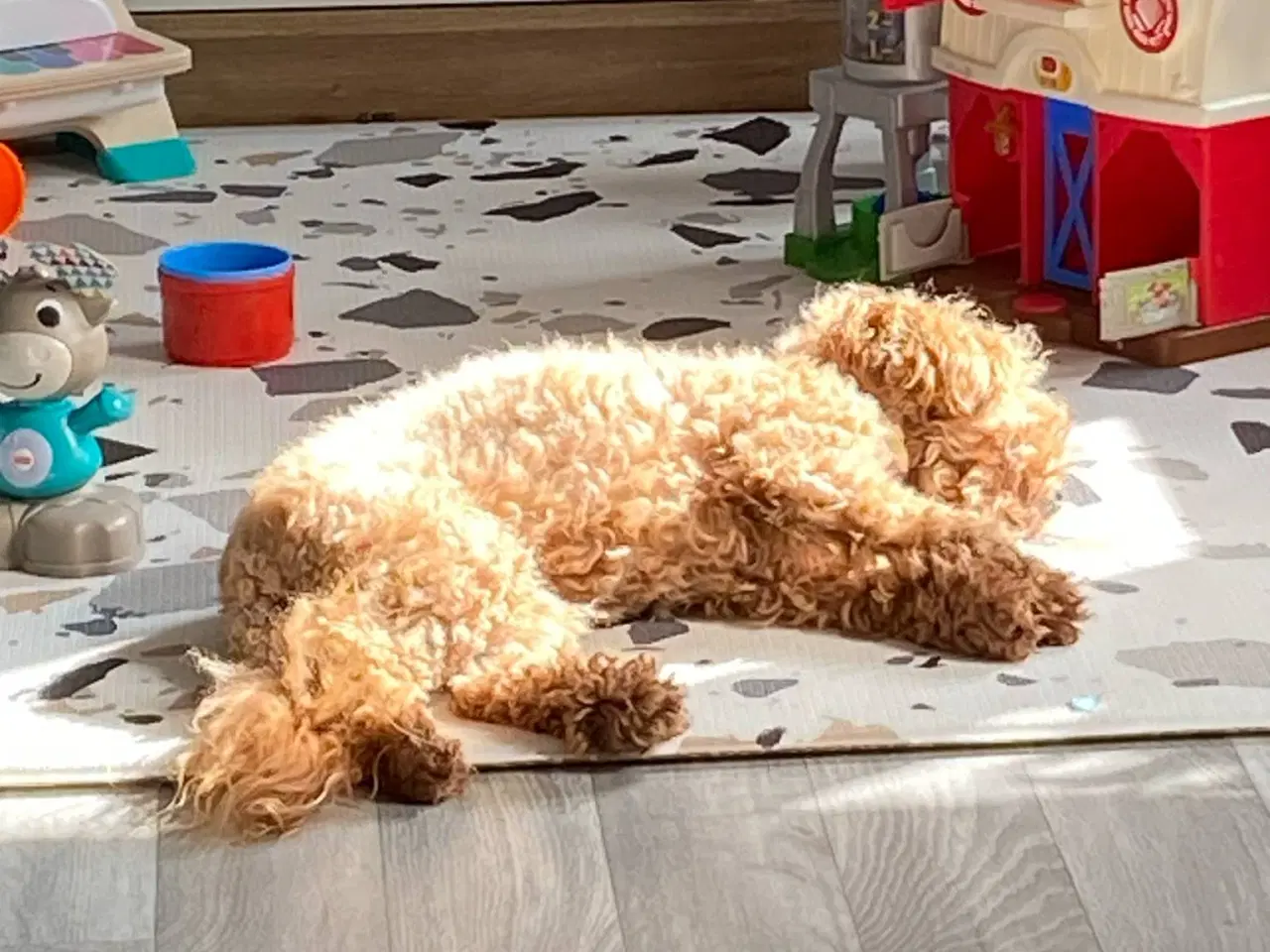 Billede 4 - Søger nyt hjem - mini goldendoddle 