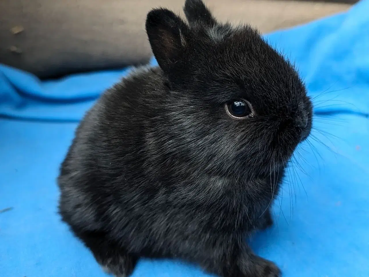 Billede 4 - Hermelin kaninunge sælges