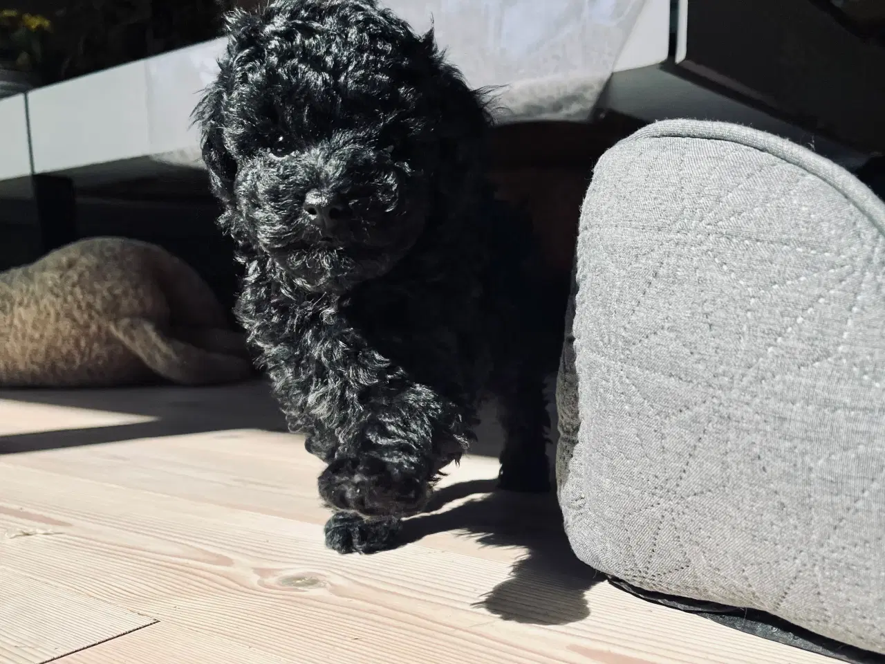 Billede 4 - Toy puddel hvalpe sælges