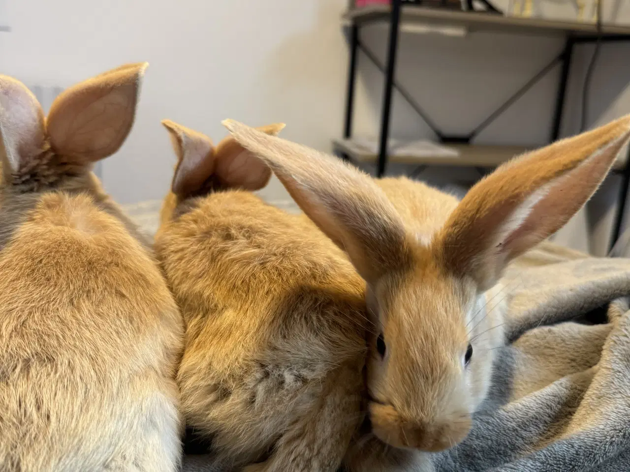 Billede 2 - Rene gule belgisk kæmpe kanin unger