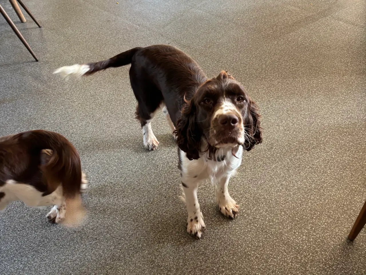 Billede 3 - Engelsk Springer Spaniels 