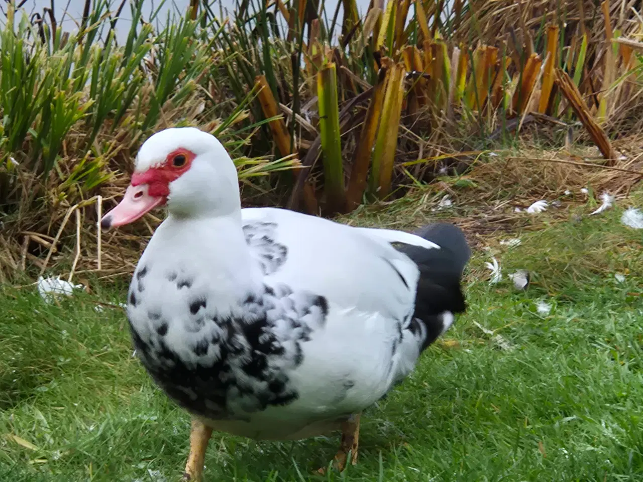 Billede 3 - Moskus ande par sælges