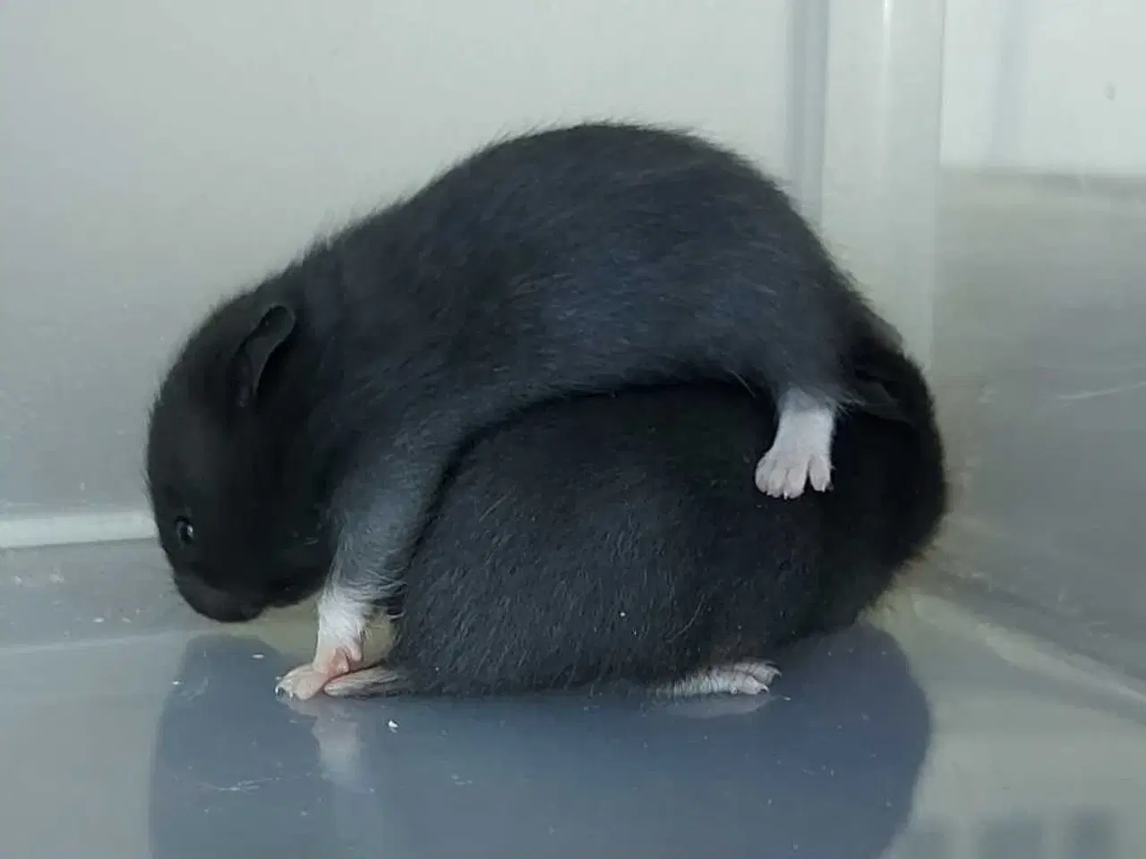 Billede 11 - Guldhamster unger 