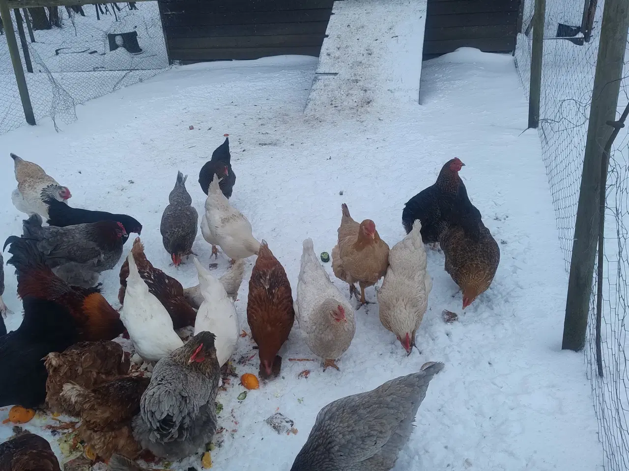 Billede 3 - Høns sælges