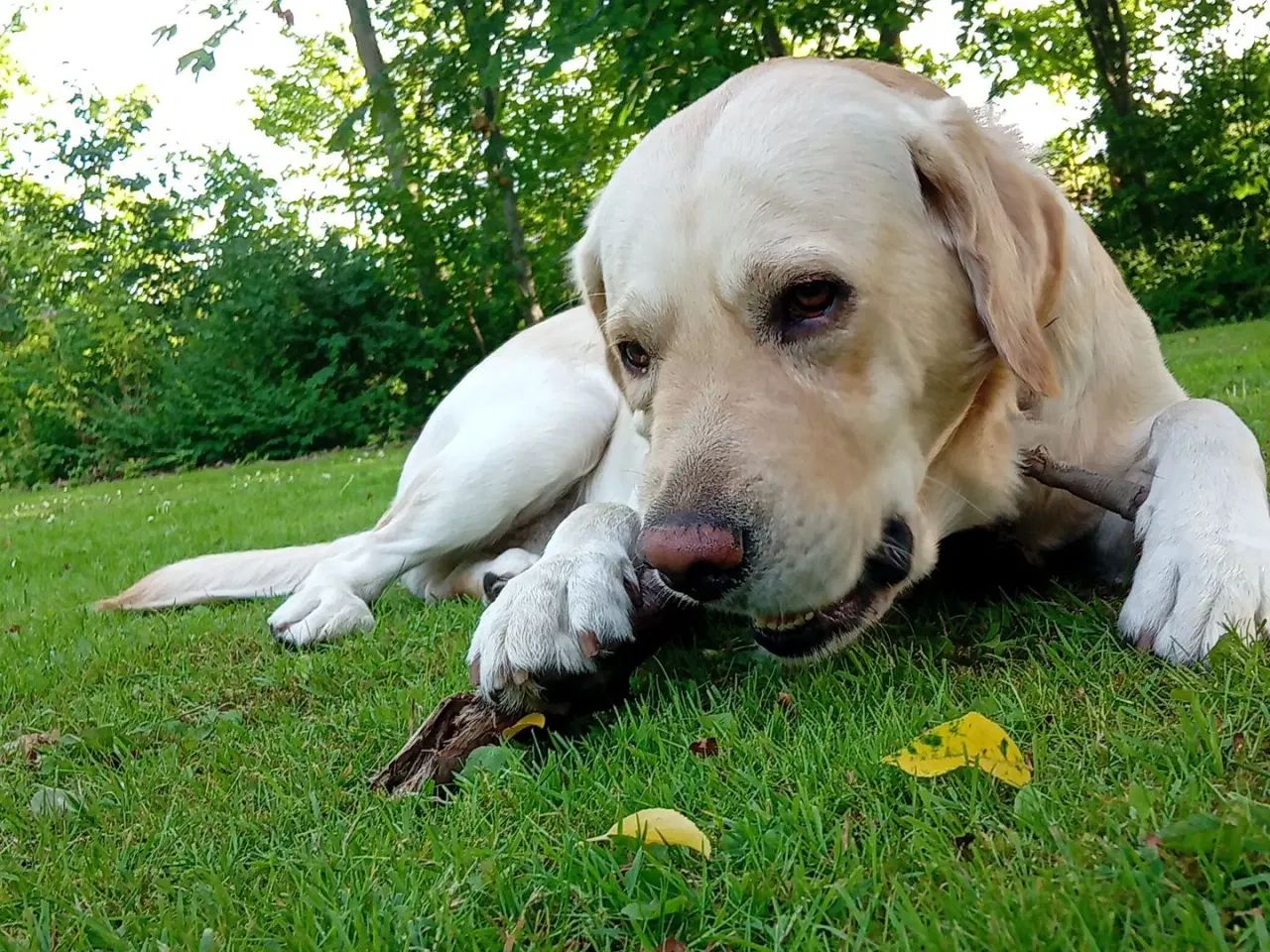 Billede 7 - Lys labrador 2.5 år tilbydes til avl 