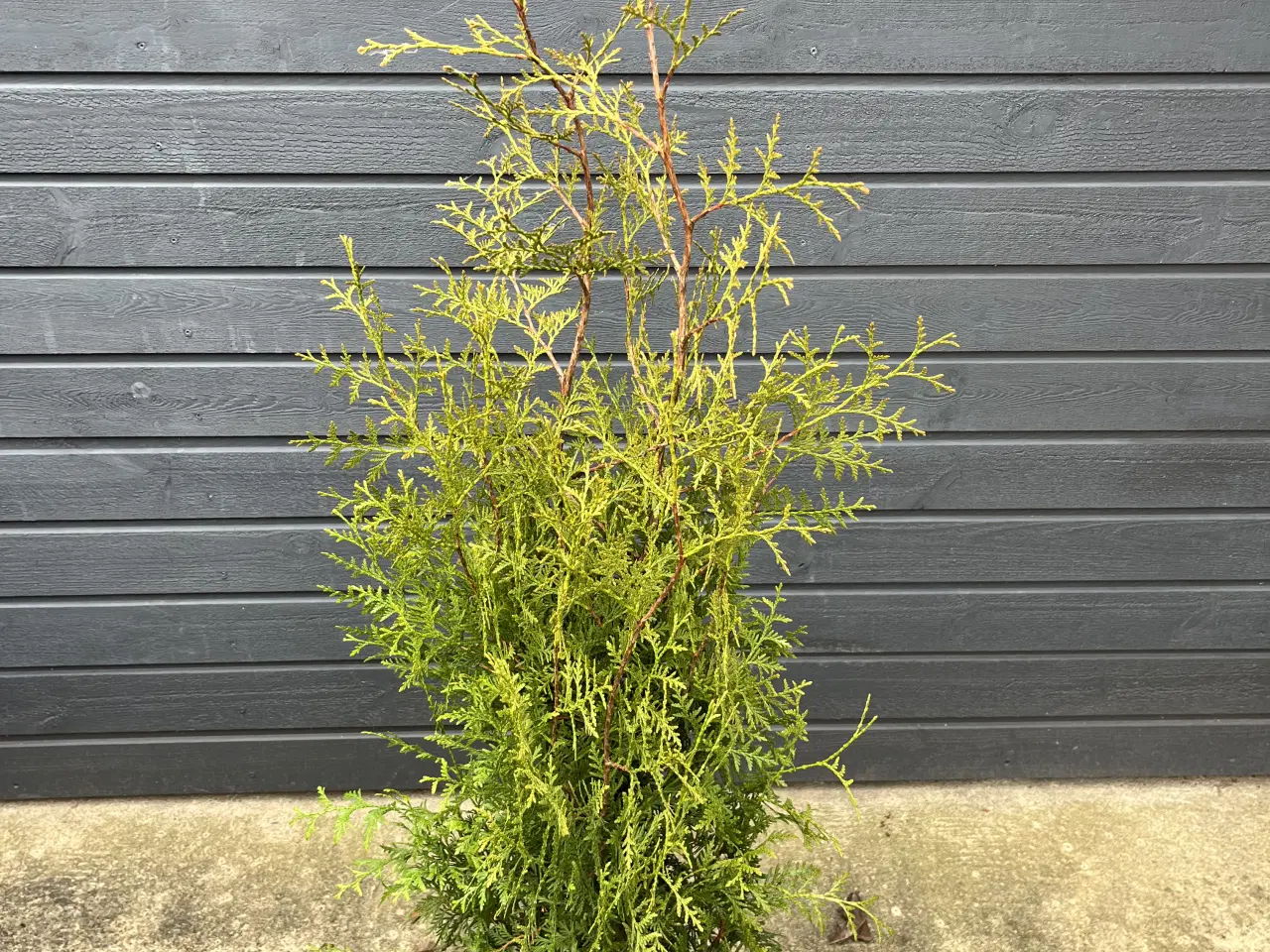 Billede 1 - Pottegroet Thuja Brabant 120-130cm
