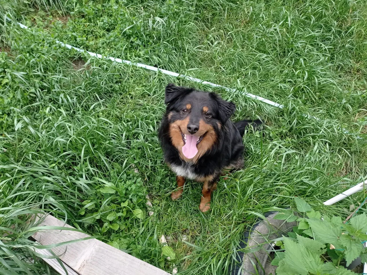 Billede 7 - Freddy 13 kg leder efter sit hjem