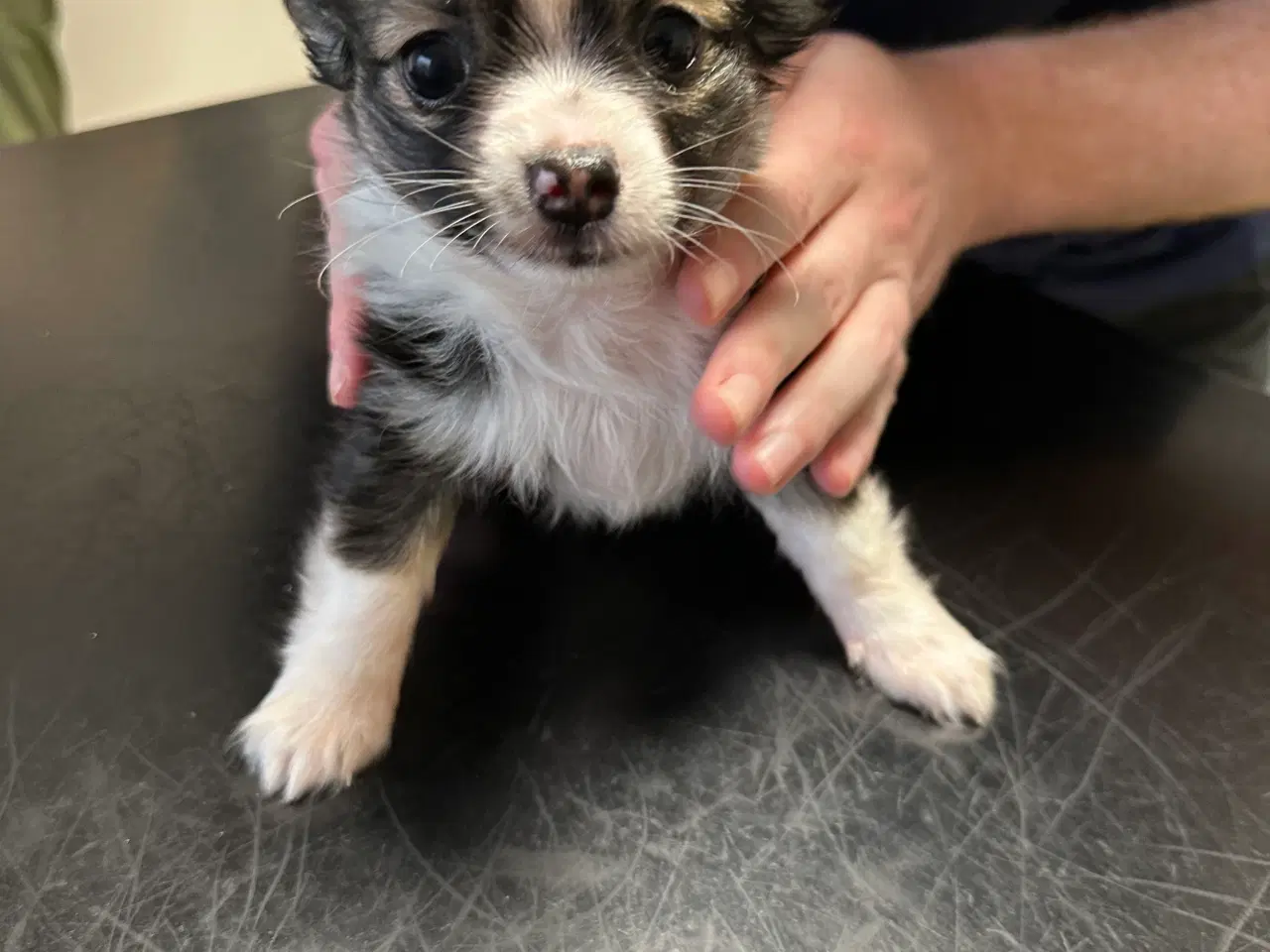 Billede 1 - Chihuahua/ Papillon 