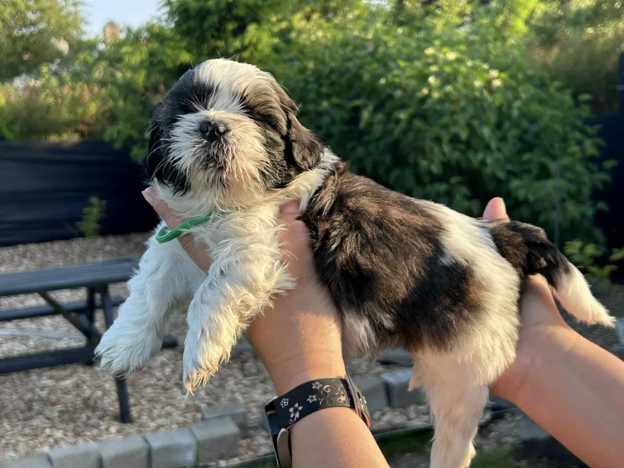 Billede 5 - Shih tzu hvalpe 