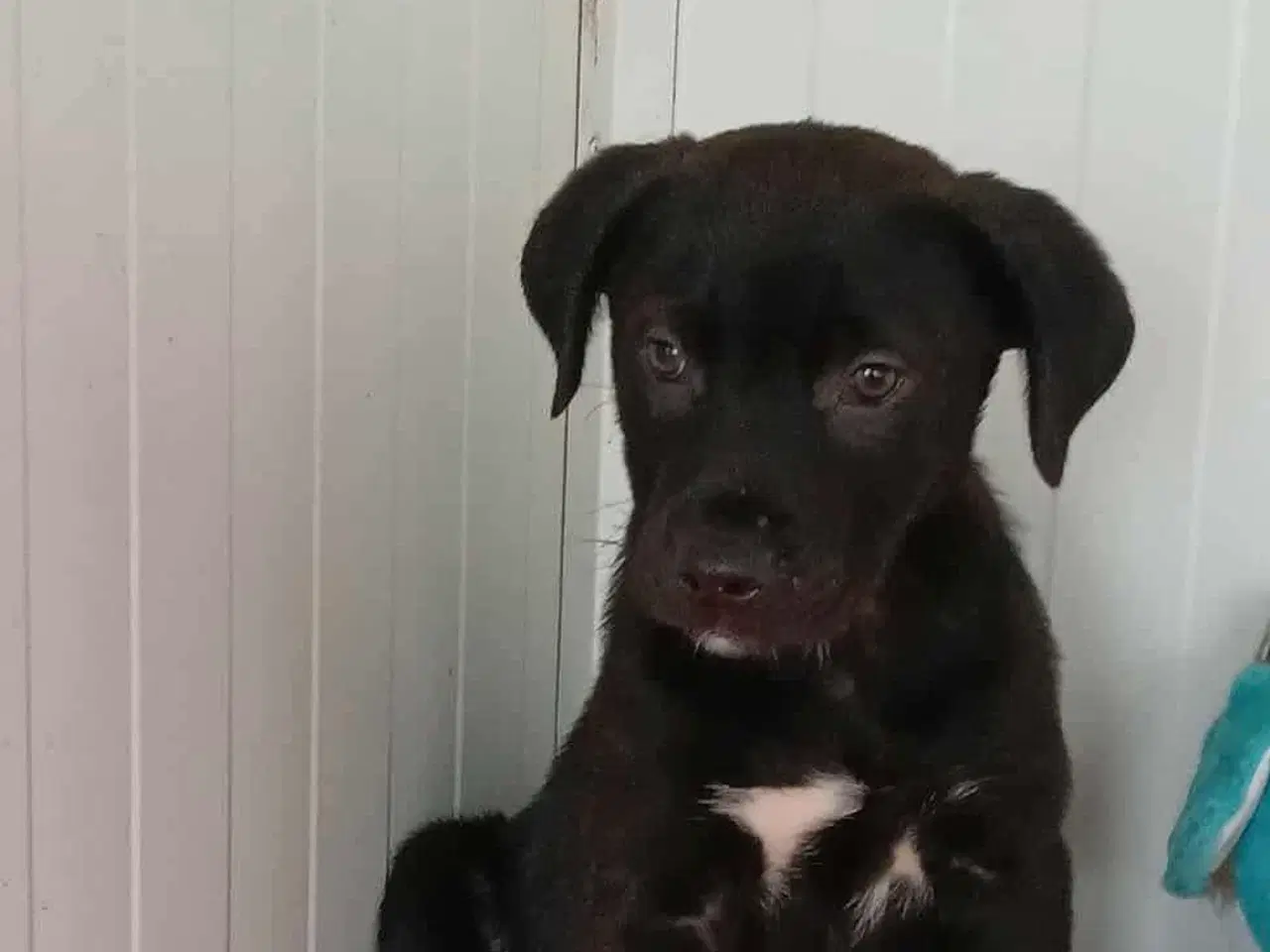 Billede 5 - Lille Axel søger familie