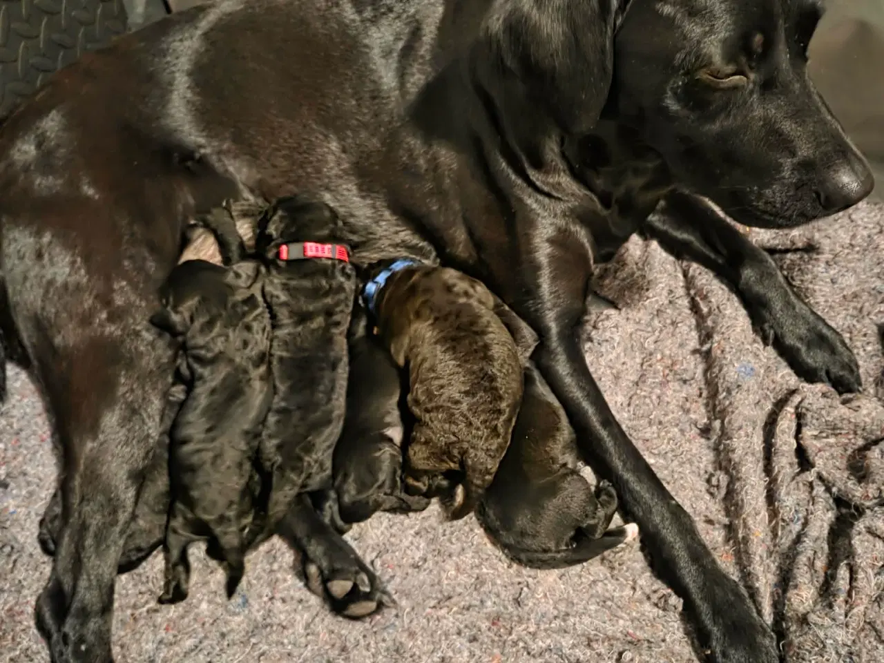 Billede 7 - Skønne Labradoodle hvalpe 