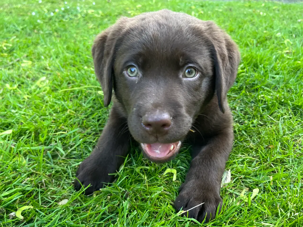 Billede 3 - Brune Labrador F1 hvalpe
