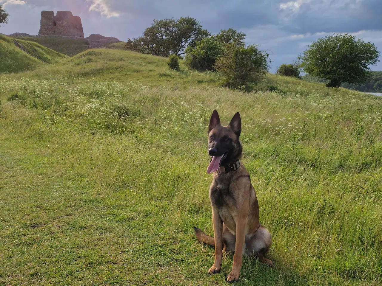 Billede 2 - (SØGER) 👈🏻👉🏻 Belgisk Malinois 