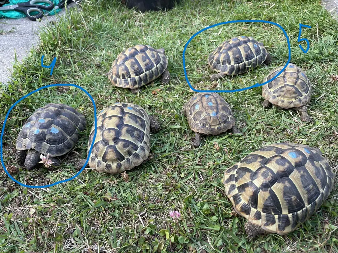 Billede 2 - Skildpadde, 2 Græske landskildpadder 8 år