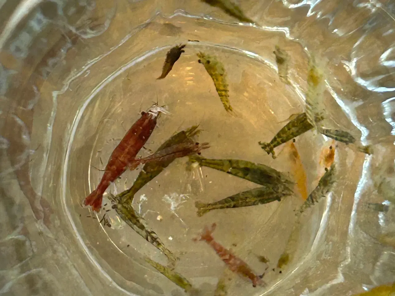 Billede 8 - 🦐 Neocaridina rejer – blandede 10stk | GLS