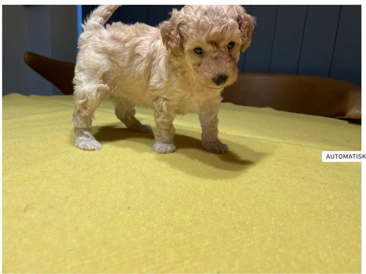 Billede 6 - Puddel hvalpe