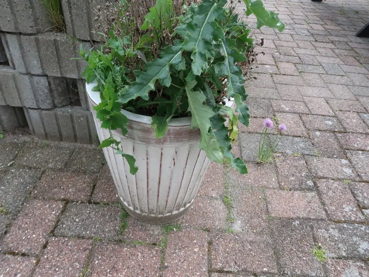 Billede 2 - 5 stk. Blomsterkummer