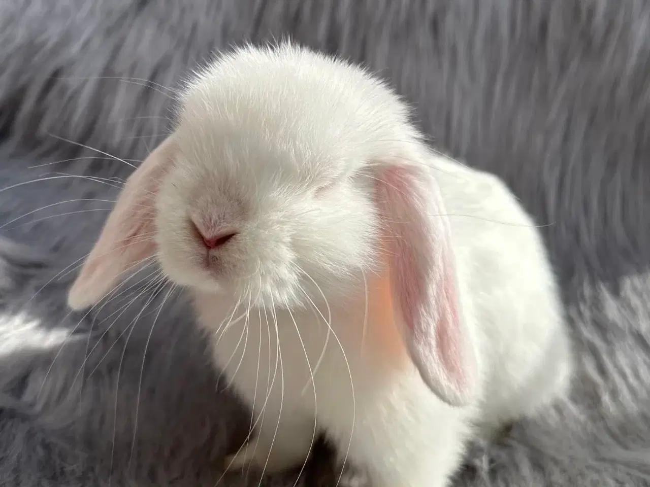 Billede 2 - Ægte minilop kaninunge