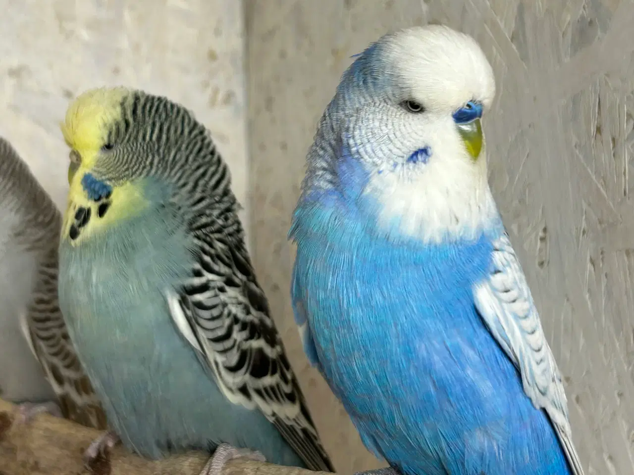 Billede 2 - Engelske undulater 