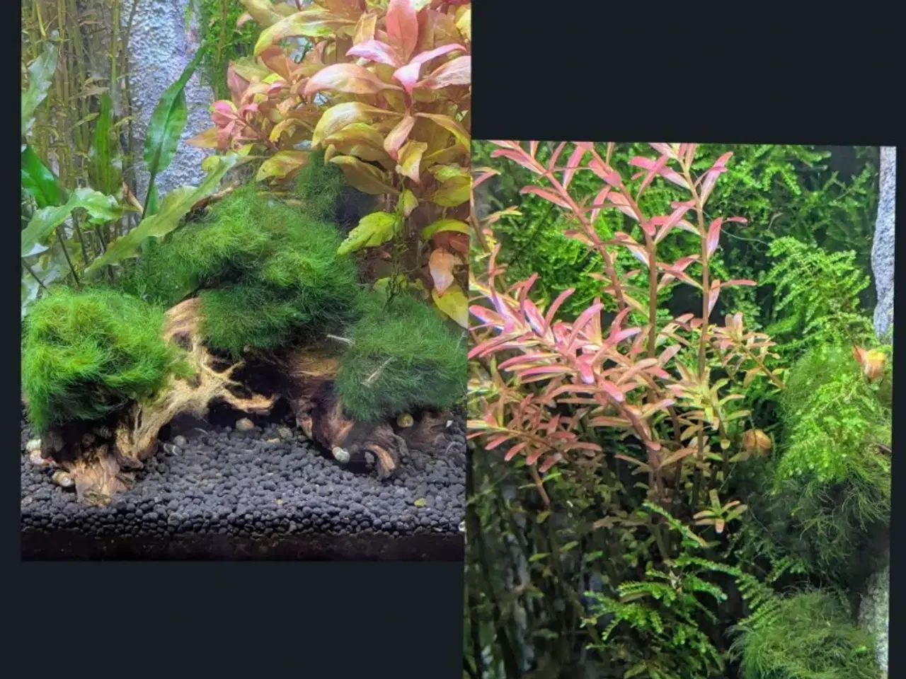 Billede 12 - Juwel akvarie 125L